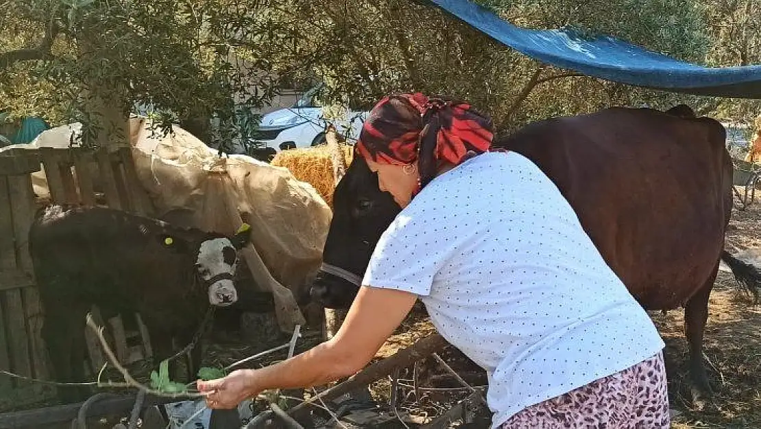 Buzağılar Kimliklendiriliyor