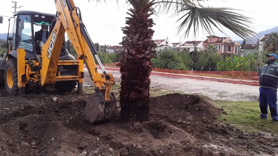 Çalış'ta sökülen ağaçlar, yeşil alanlara dikildi