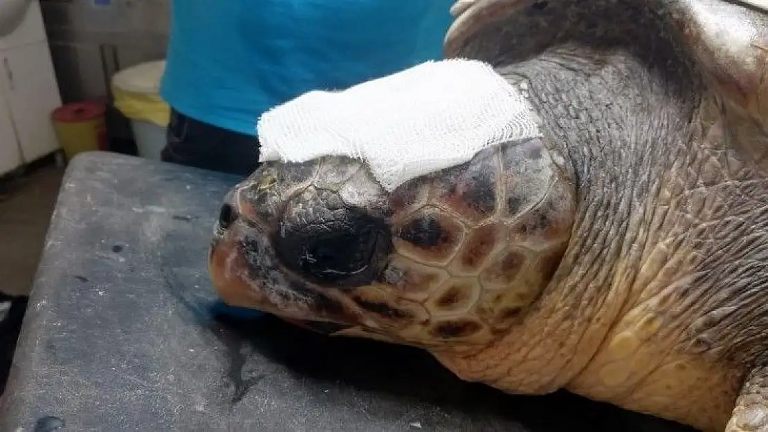 Çanakkale'de yaralı bulunan Caretta tedaviye alındı