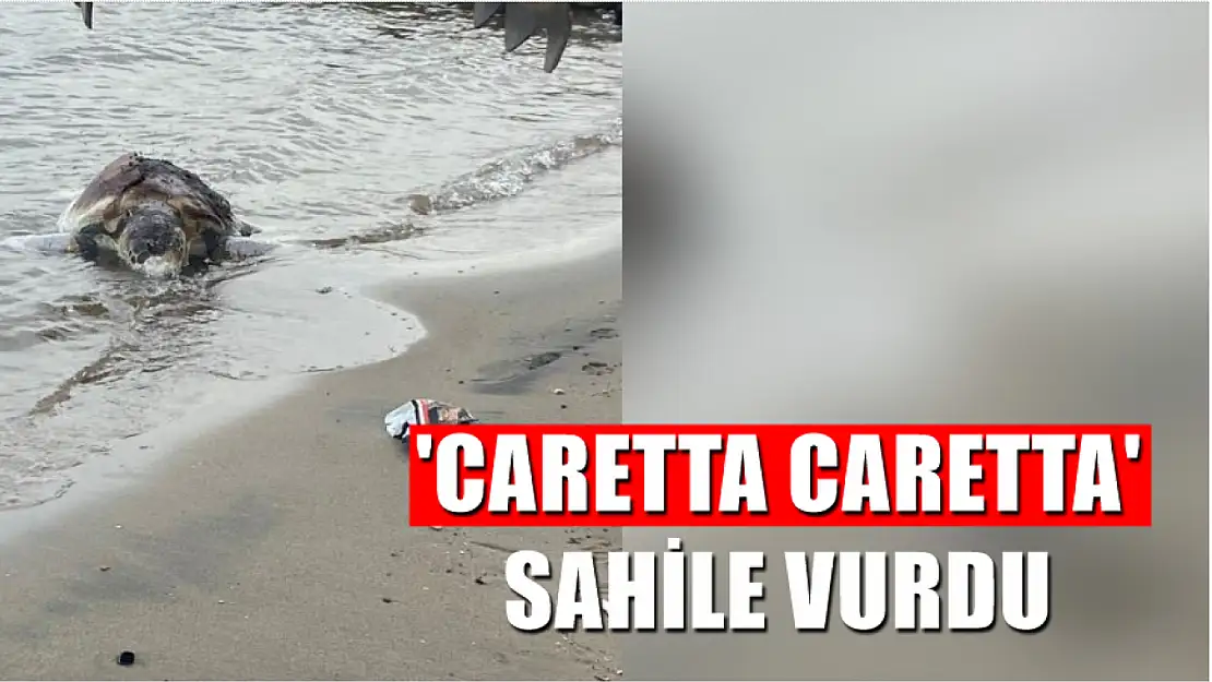 'Caretta caretta' sahile vurdu