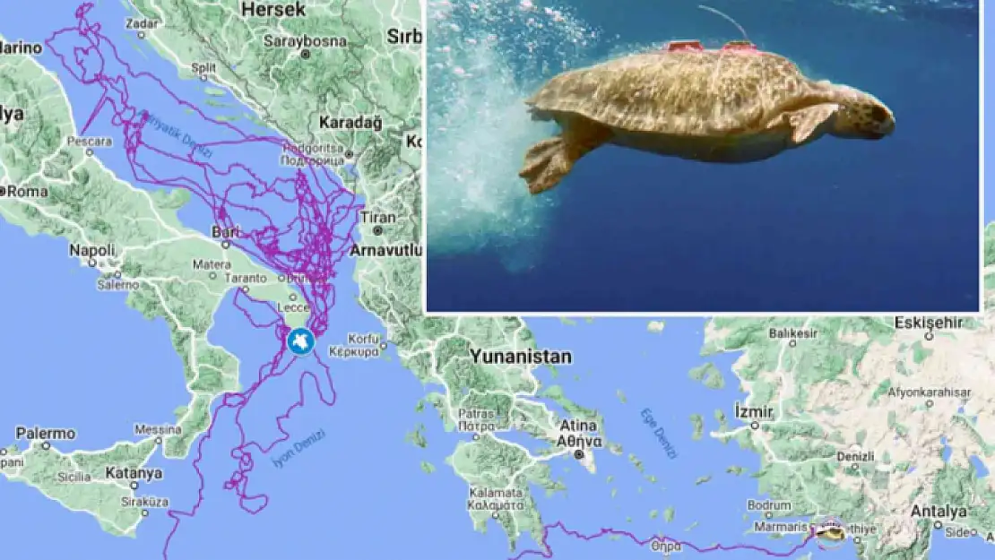 CARETTA CARETTA 'TUBA', 3 YILDA 17 BİN 500 KİLOMETRE YOL KAT ETTİ