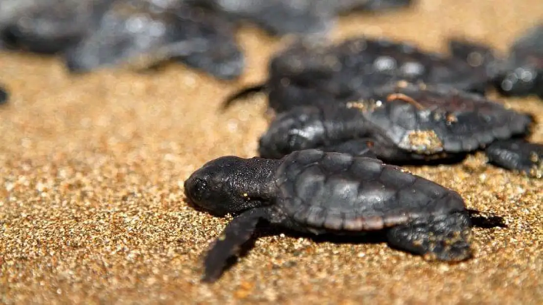 Caretta carettalar ilk yumurtalarını bıraktı