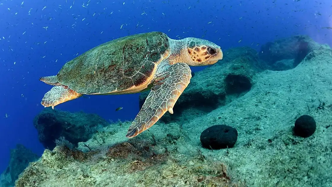 Caretta carettalar İztuzu sahiline yumurta bırakmaya başladı