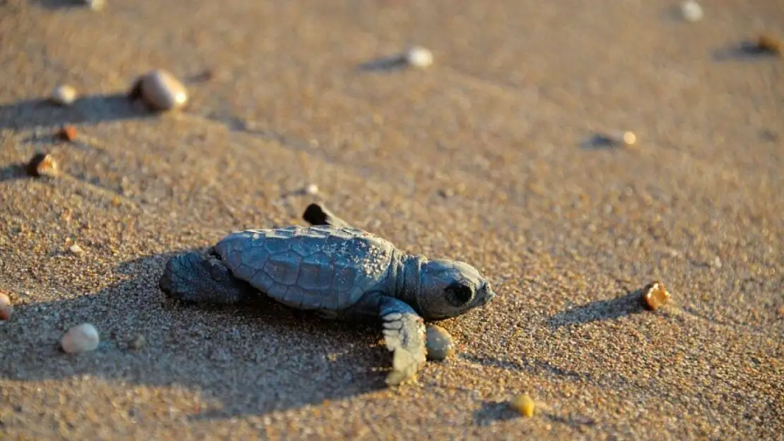 Caretta Carettaların İlk Yuvası Koruma Altına Alındı