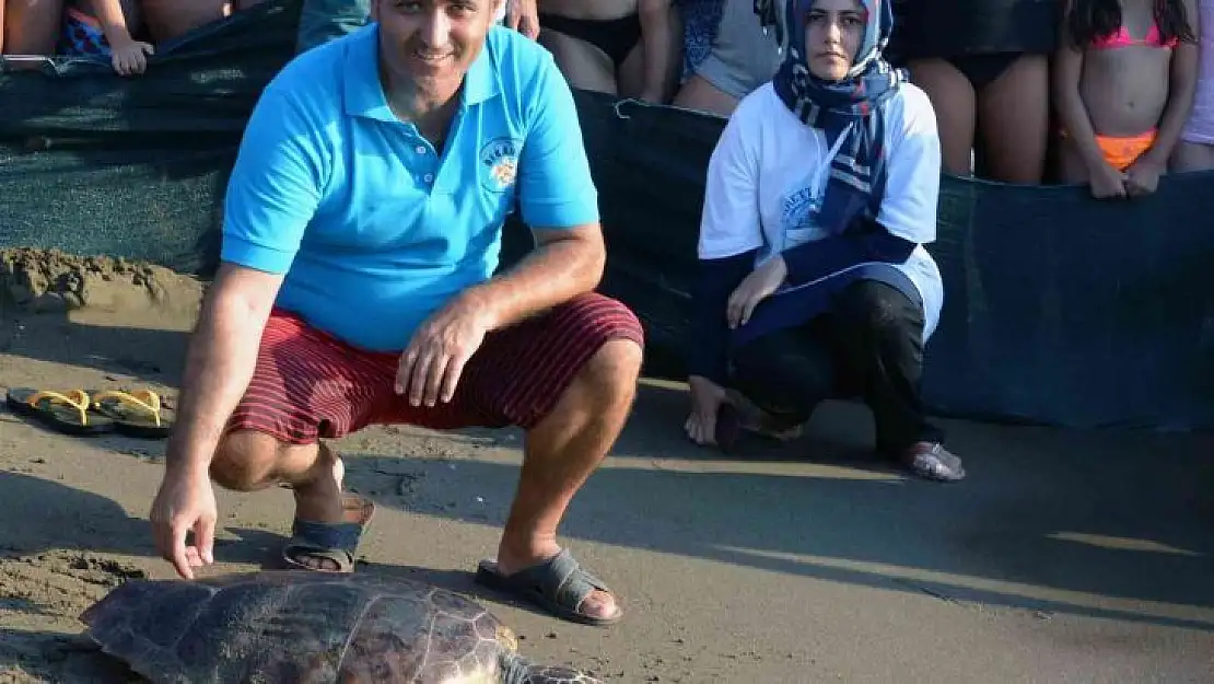 Caretta carettaların neslinin devamı için seferber oldular