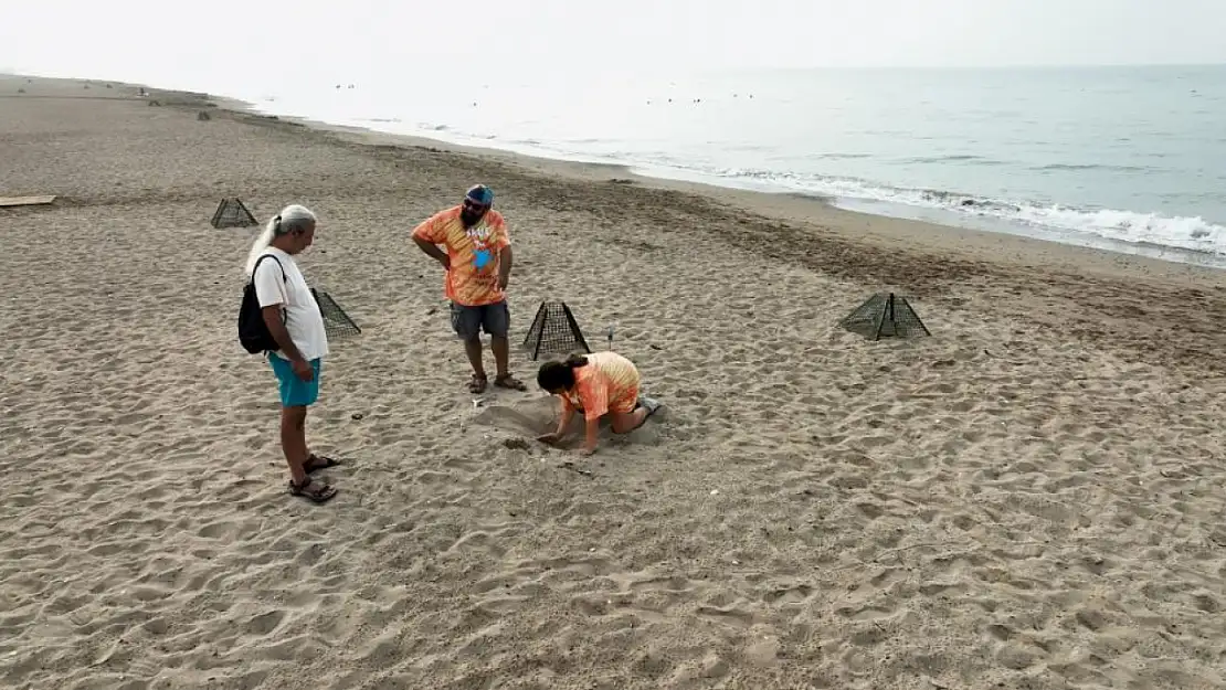 Caretta carettaların yuva sayısı 2 bin 551'e ulaştı