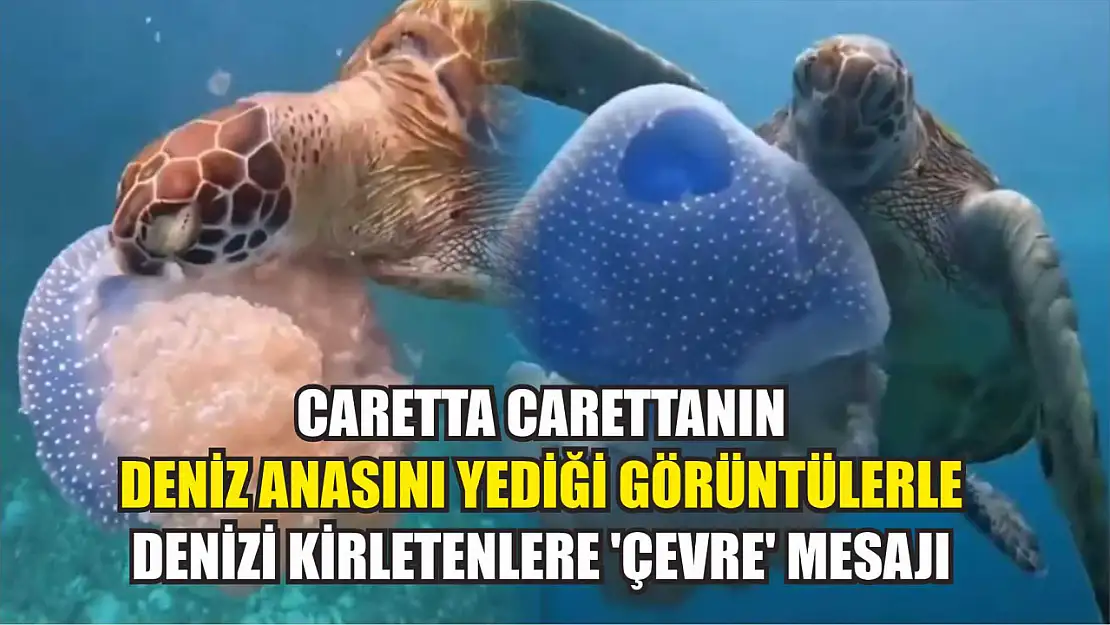 Caretta carettanın deniz anasını yediği görüntülerle denizi kirletenlere 'çevre' mesajı