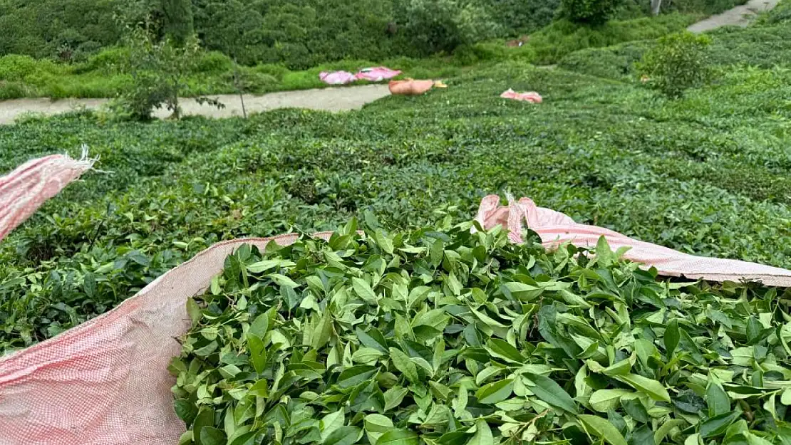 ÇAYKUR günlük çay alım kontenjanını tekrar 25 kilograma çıkarttı