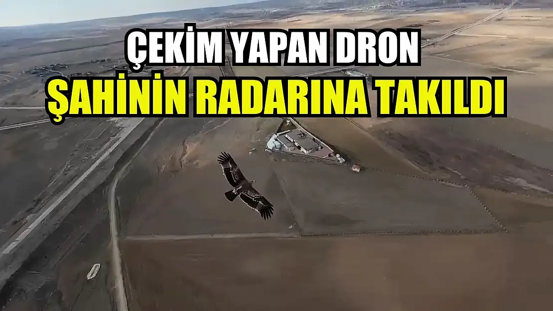 Çekim yapan dron şahinin radarına takıldı