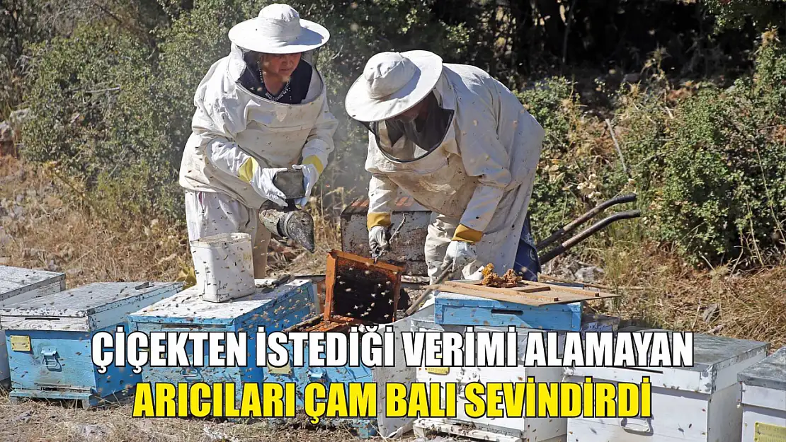 Çiçekten istediği verimi alamayan arıcıları çam balı sevindirdi