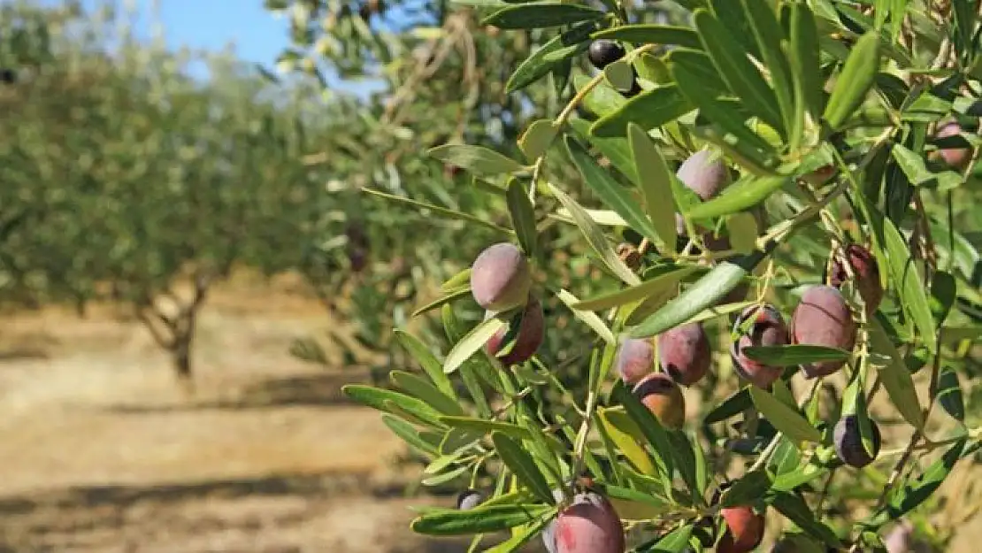 Çiftçinin zam isyanı