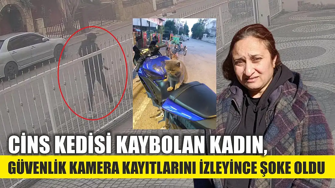 Cins kedisi kaybolan kadın, güvenlik kamera kayıtlarını izleyince şoke oldu