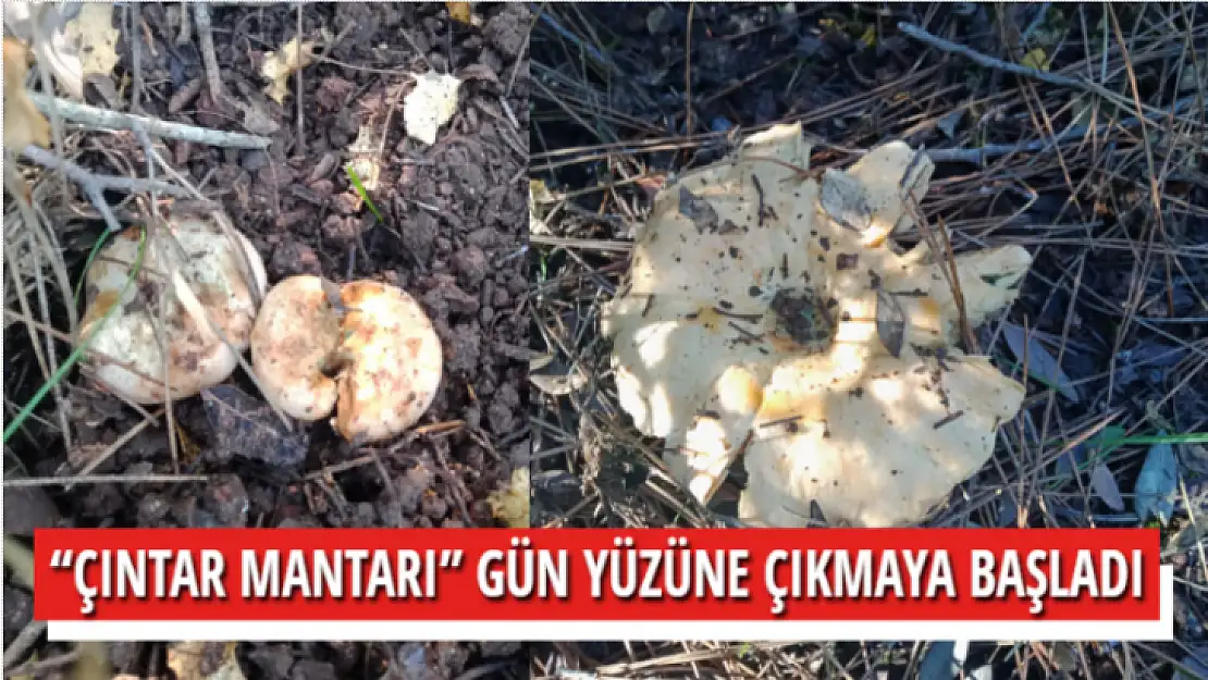 'ÇINTAR MANTARI' GÜN YÜZÜNE ÇIKMAYA BAŞLADI