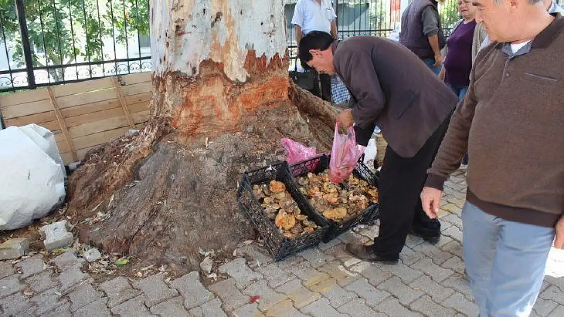 Çıntar, Tezgahlardaki Yerini Aldı