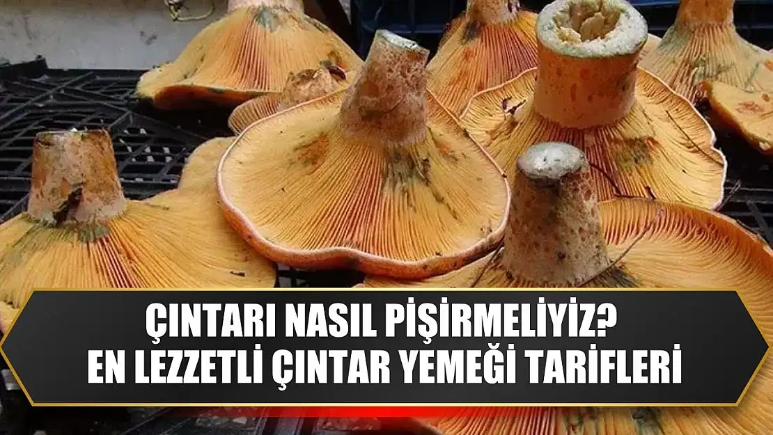 Çıntarı Nasıl Pişirmeliyiz? En Lezzetli Çıntar Yemeği Tarifleri