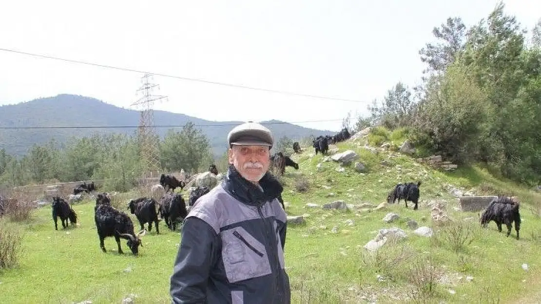 Çobanlık 'parası çok hanımı yok' mesleği oldu