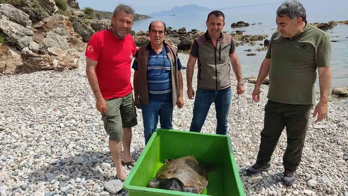 Çocuklar sahile vuran kaplumbağa için seferber oldu