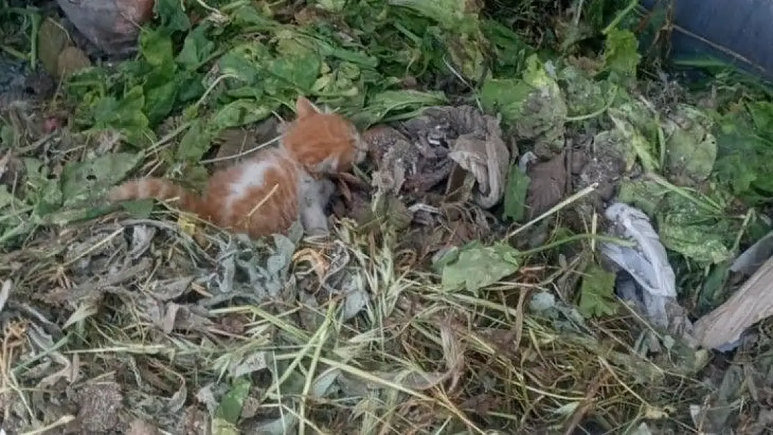 Çöp konteynerine bırakılan yavru kedi, temizlik personelinin dikkati sayesinde kurtarıldı