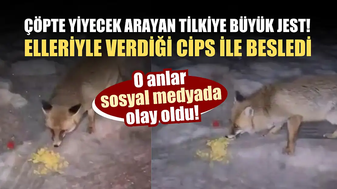 Çöpte yiyecek arayan tilkiye büyük jest! Elleriyle verdiği cips ile besledi