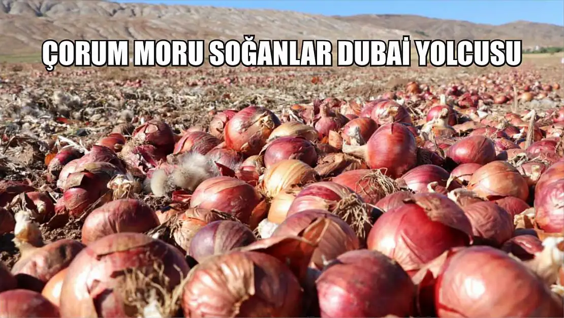 Çorum moru soğanlar Dubai yolcusu