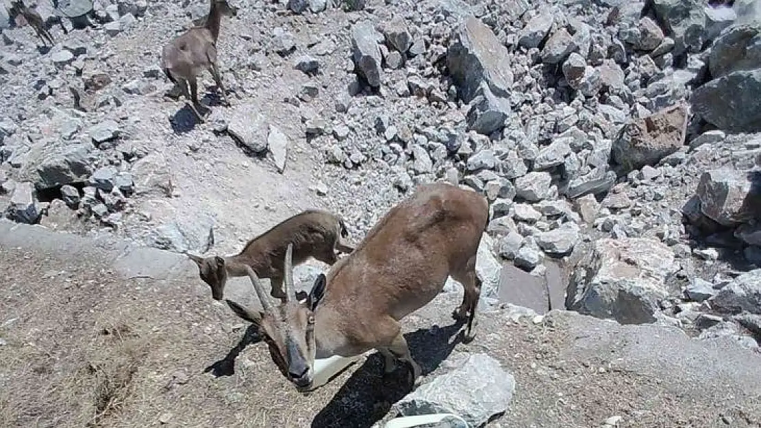 Dağ keçileri sürekli izleniyor