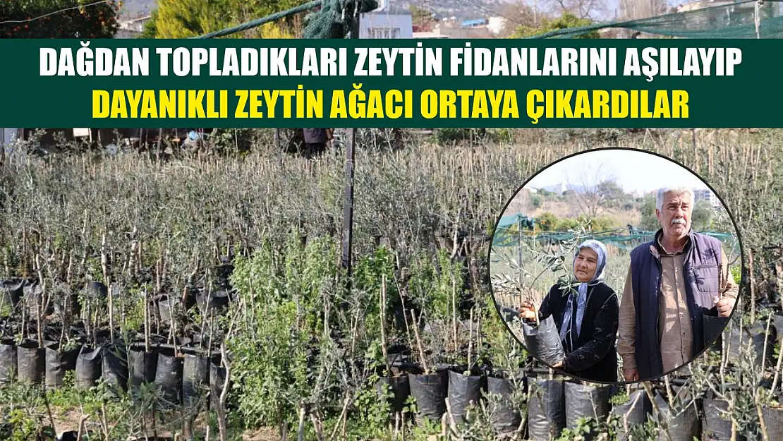 Dağdan topladıkları zeytin fidanlarını aşılayıp dayanıklı zeytin ağacı ortaya çıkardılar