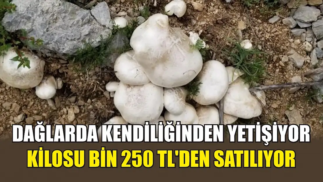 Dağlarda kendiliğinden yetişiyor, kilosu bin 250 TL'den satılıyor