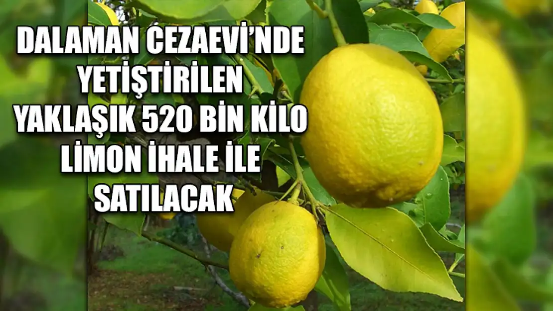 Dalaman Cezaevi'nde yetiştirilen yaklaşık 520 bin kilo limon ihale ile satılacak