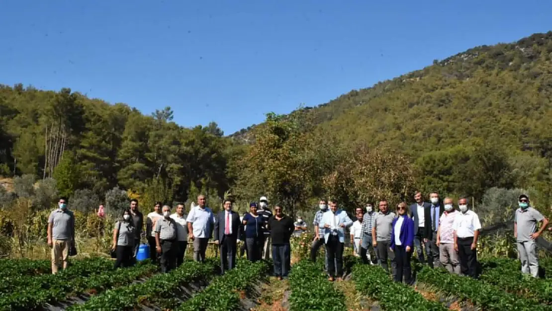 Dalaman'da Tatlı Patates ve Kışlık Sebze Tarla Günü Yapıldı