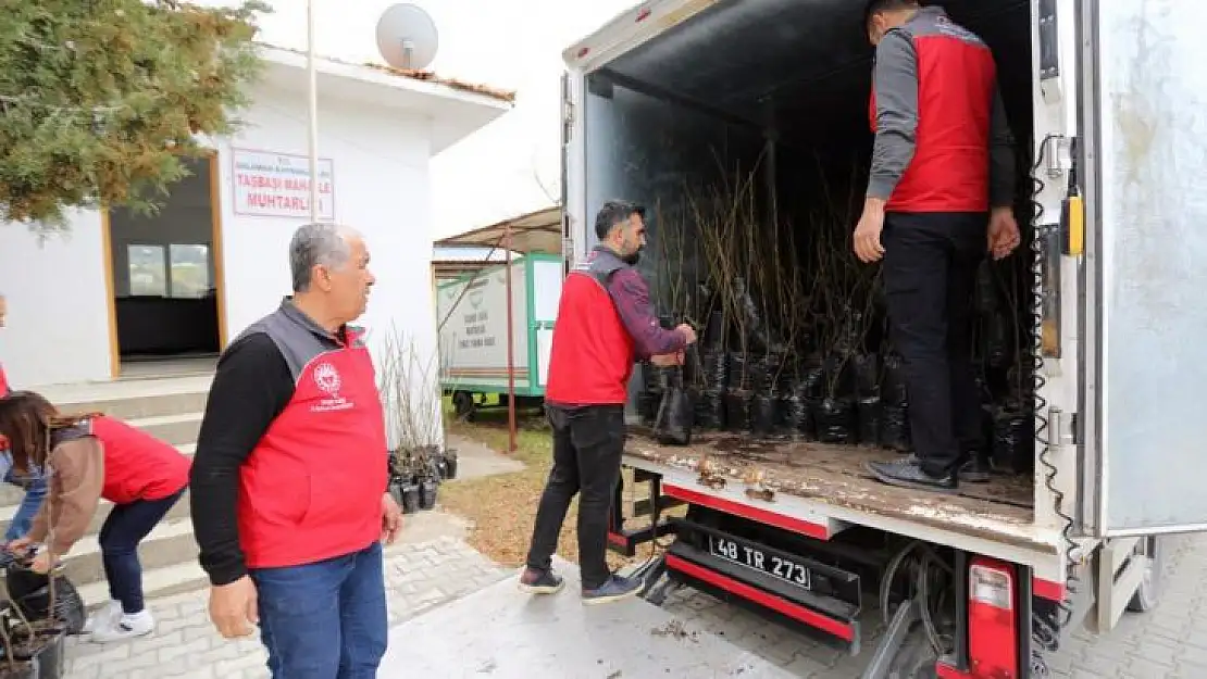 DALAMAN'IN 11 KIRSAL MAHALLESİNDE 'KAYA İNCİRİ' FİDANLARI TOPRAKLA BULUŞTU