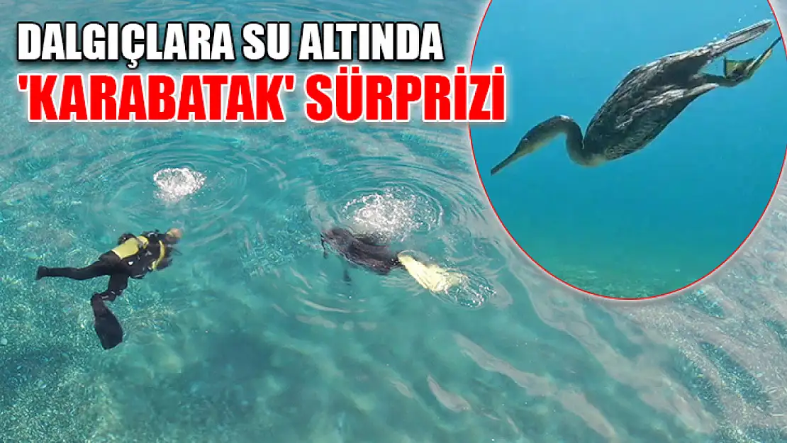 Dalgıçlara su altında 'karabatak' sürprizi