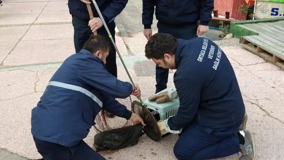 Dalyan'da kanala düşen yaralı kedi kurtarıldı