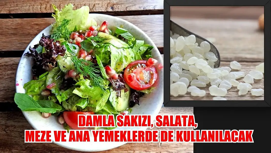 Damla Sakızı, salata, meze ve ana yemeklerde de kullanılacak