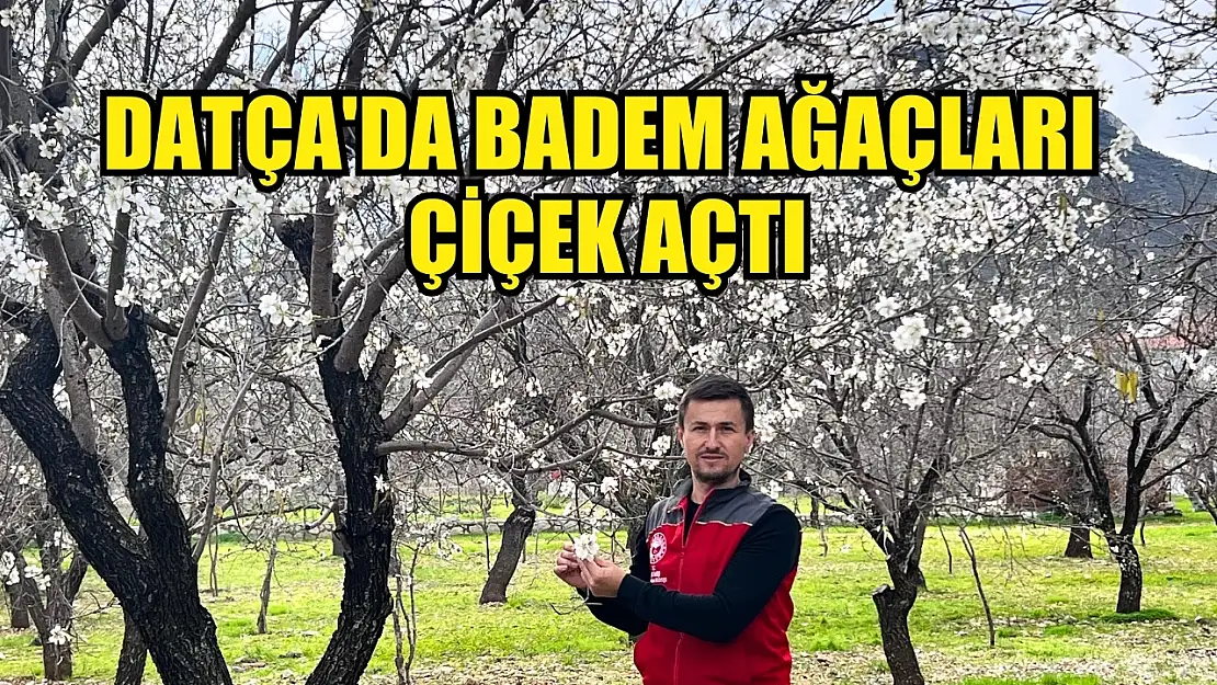 Datça'da badem ağaçları çiçek açtı