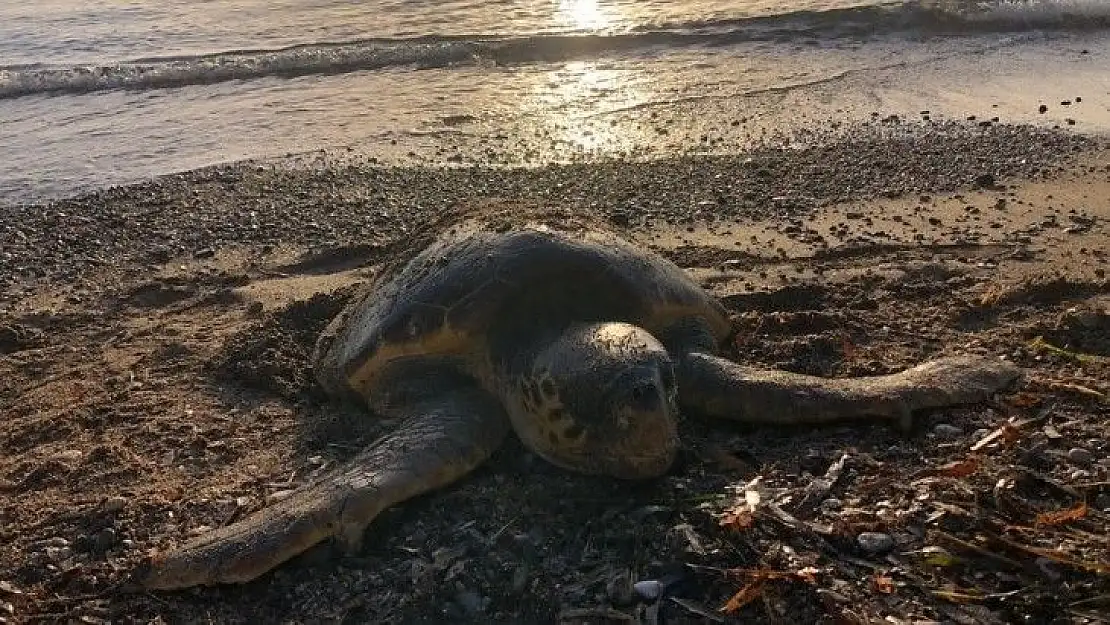 Datça'da deniz kaplumbağası ölü olarak bulundu