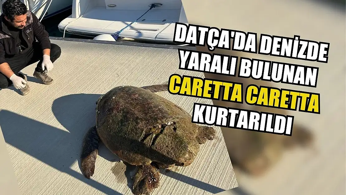 Datça'da denizde yaralı bulunan caretta caretta kurtarıldı