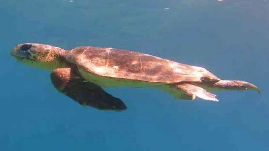 DATÇA'DA OLTAYA CARETTA CARETTA TAKILDI