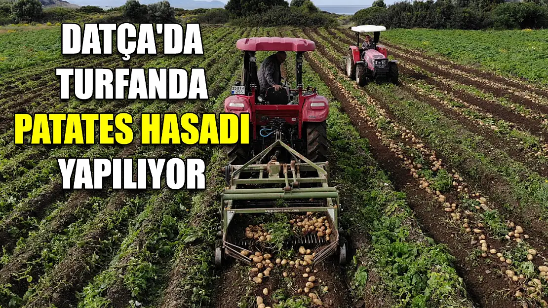 Datça'da turfanda patates hasadı yapılıyor
