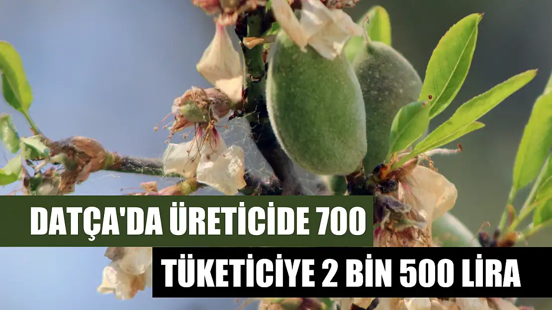 Datça'da üreticide 700, tüketiciye 2 bin 500 lira