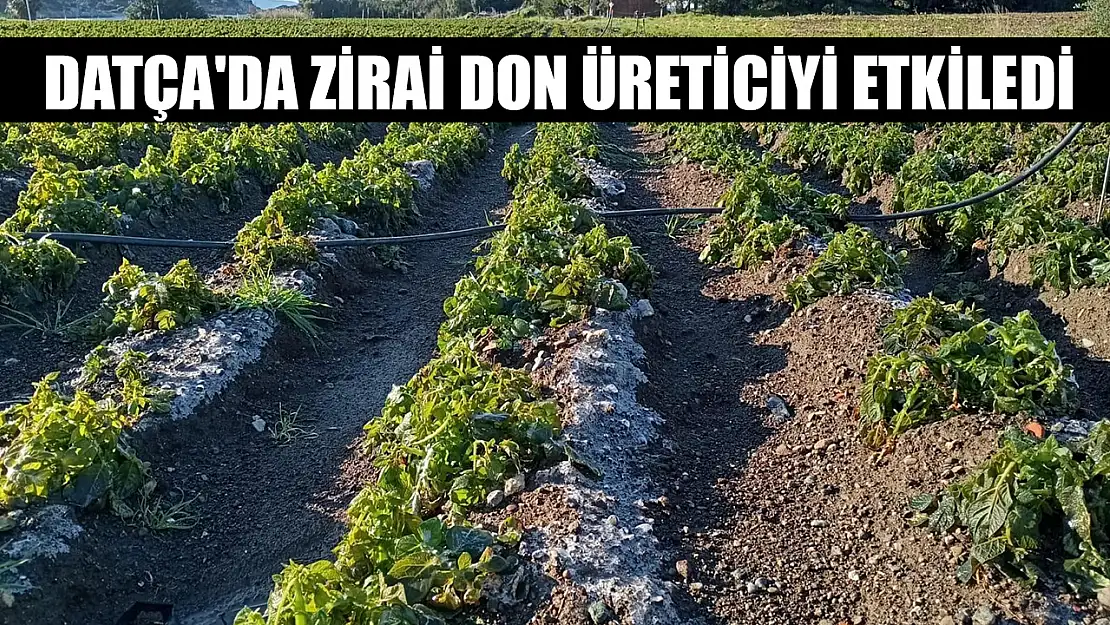 Datça'da zirai don üreticiyi etkiledi