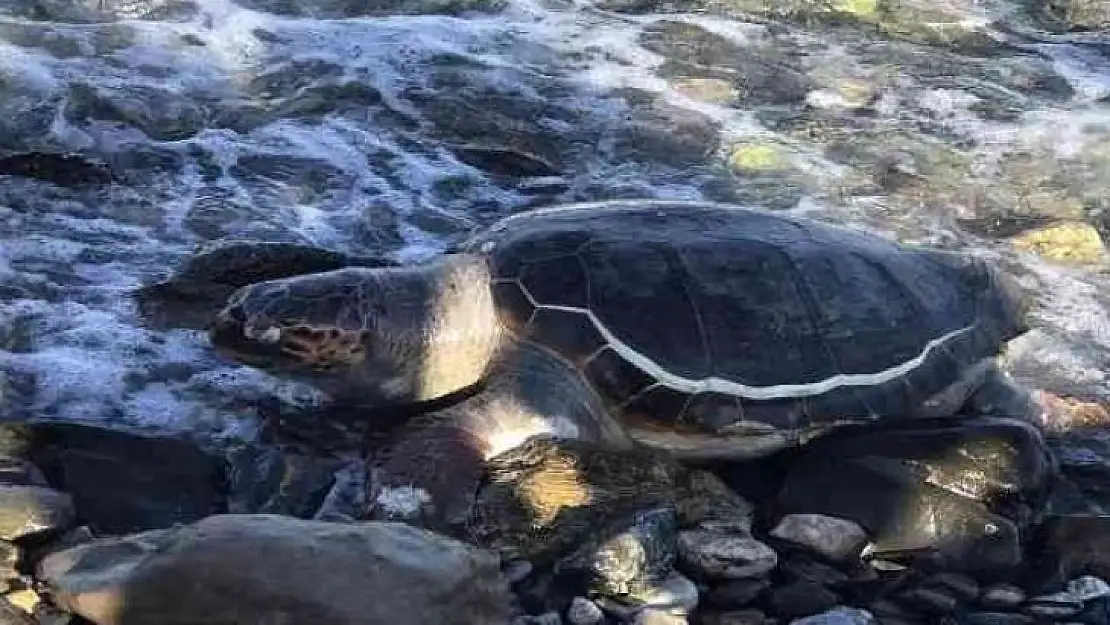 DATÇA SAHİLİNDE ÖLÜ CARETTA CARETTA BULUNDU