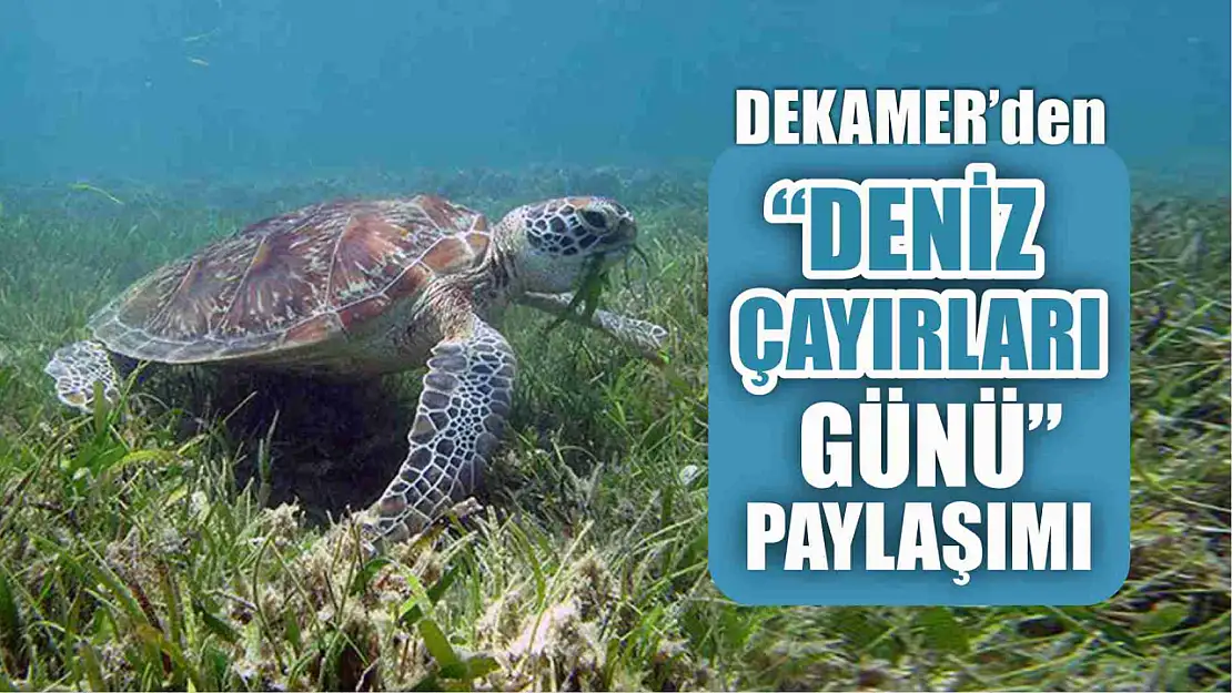 DEKAMER'den 'Deniz Çayırları Günü' paylaşımı