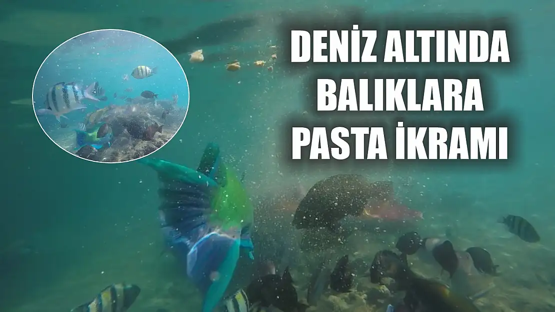 Deniz altında balıklara pasta ikramı