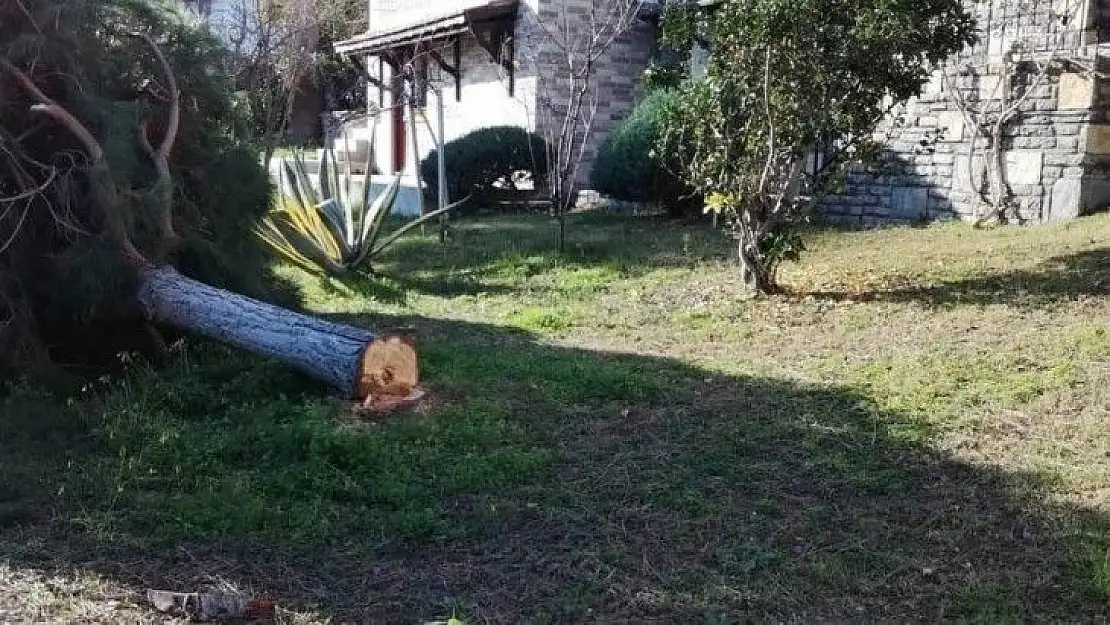 Deniz manzarasını kapatıyor diye ağaçları kestiler