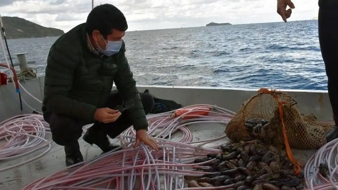 Deniz patlıcanında kota 40 kilo