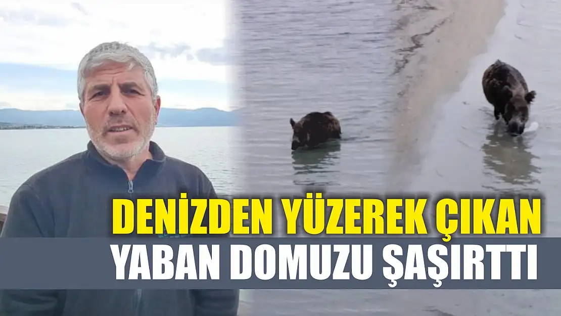 Denizden yüzerek çıkan yaban domuzu şaşırttı