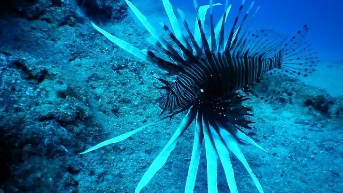 Denizlerin korkulu rüyası Bodrum'u istila etmeye başladı