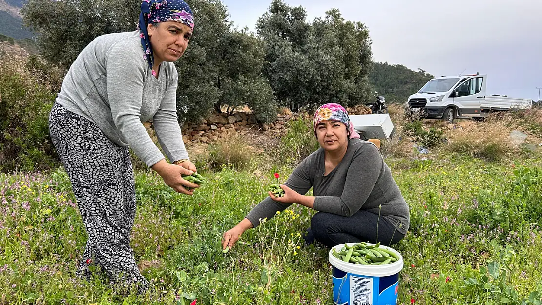 Deprem bölgesinde üretici küllerinden doğuyor