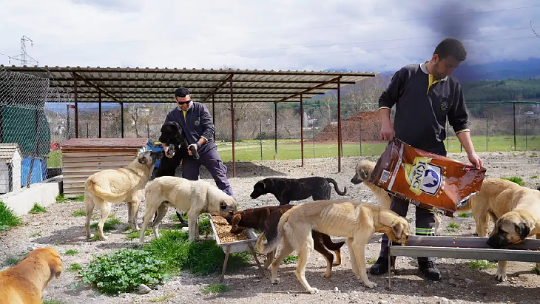 DEPREMZEDE KÖPEKLER SEYDİKEMER'DE TEDAVİ EDİLİYOR