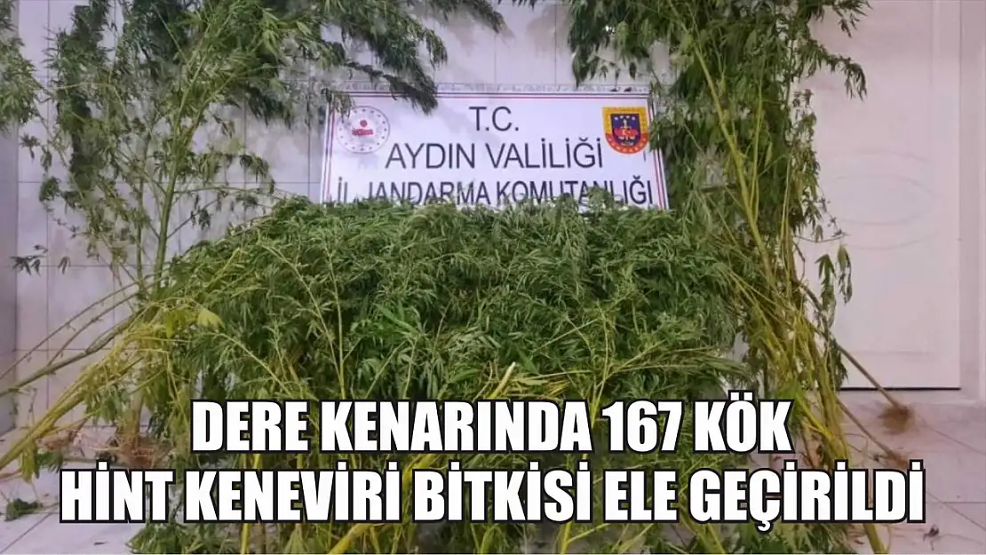 Dere kenarında 167 kök hint keneviri bitkisi ele geçirildi